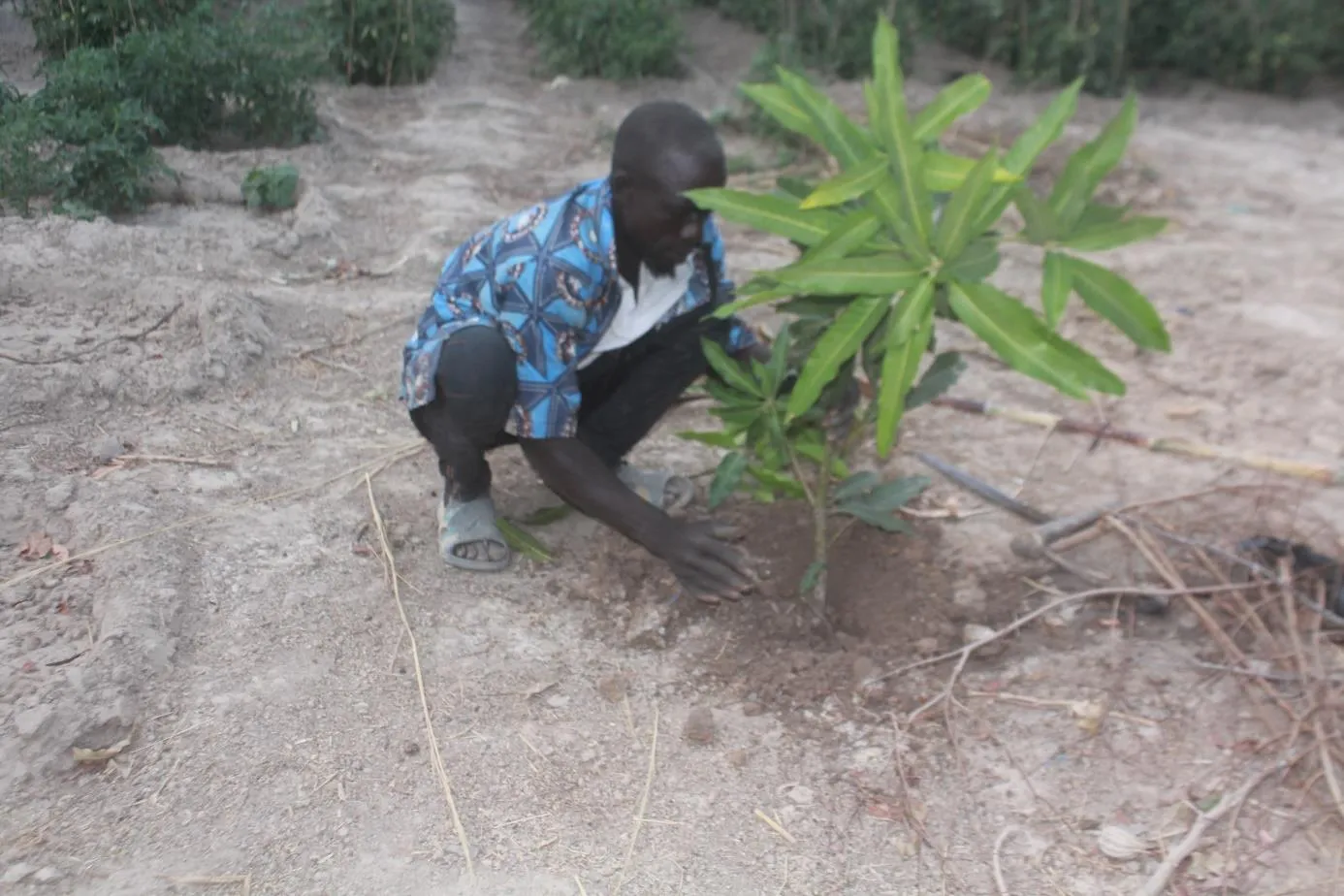 Plantation d'un manguier financée par Rosetta Bloc