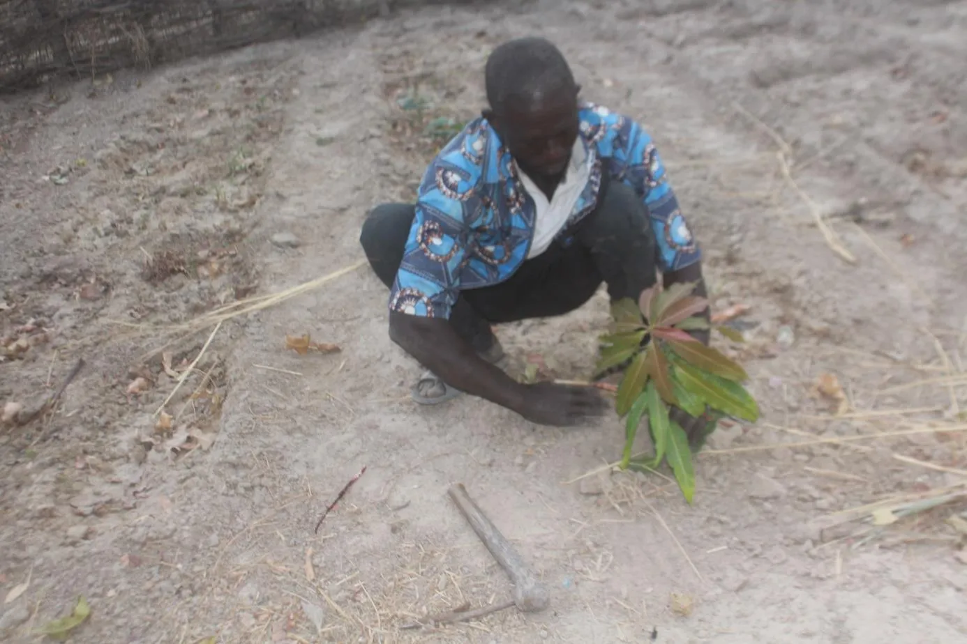 Plantation d'un jeune manguier
